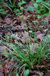 Wildenow's sedge